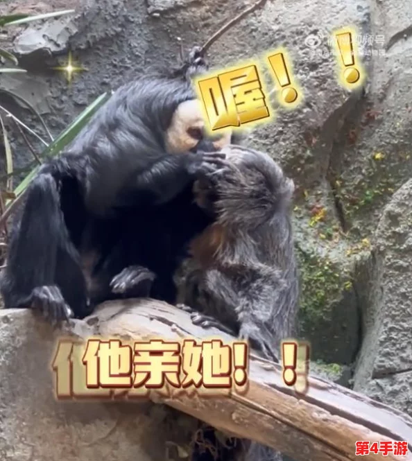 男生和女生在一起努力生猴子：探讨两性关系中的情感支持与共同成长的多样性与重要性