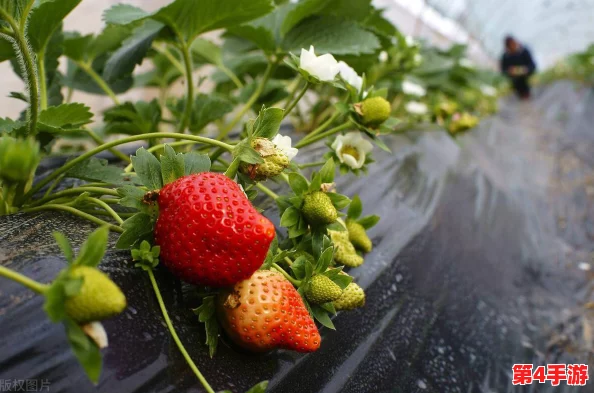草莓湿漉漉是好事还是恶性？专家解析湿润环境对草莓生长的影响及其潜在风险与收益