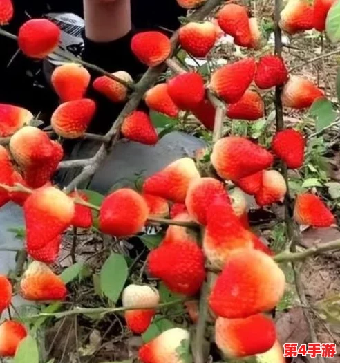 草莓视频免费：提供丰富多样的免费视频资源，涵盖娱乐、学习、生活等多个领域，让用户轻松获取所需内容