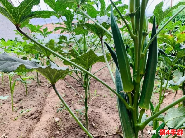 榴莲秋葵让你流连忘返：分享榴莲的独特风味与营养价值，以及秋葵的健康益处与烹饪妙法